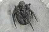 Spiny Cyphaspis Trilobite - Ofaten, Morocco #245924-5